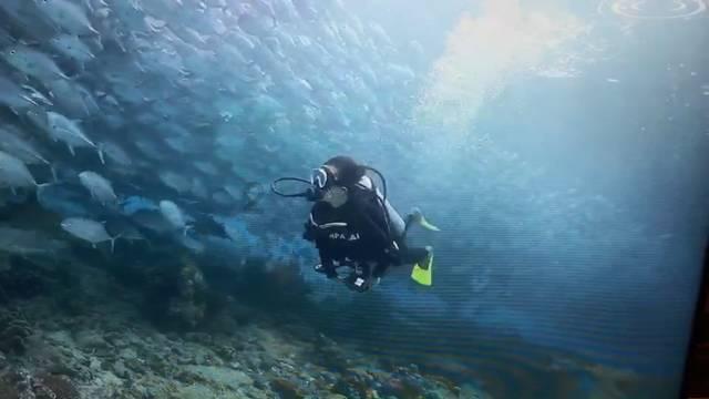 牛油果面包